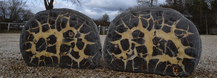 Septarian Nodule found at Cotswold Water Park